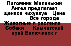 Питомник Маленький Ангел предлагает щенков чихуахуа › Цена ­ 10 000 - Все города Животные и растения » Собаки   . Камчатский край,Вилючинск г.